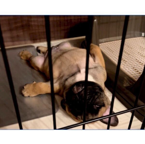 ケージの中でヘソ天寝をするシャルルくん