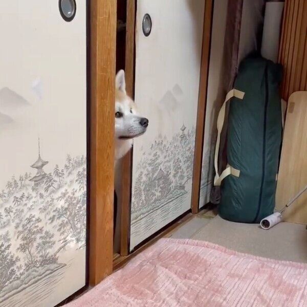 戸の隙間から部屋を覗くももちゃん