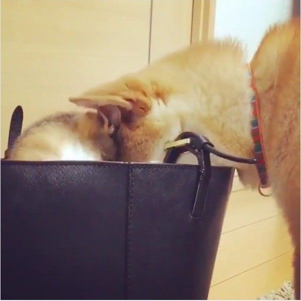 ワンニャンバトル