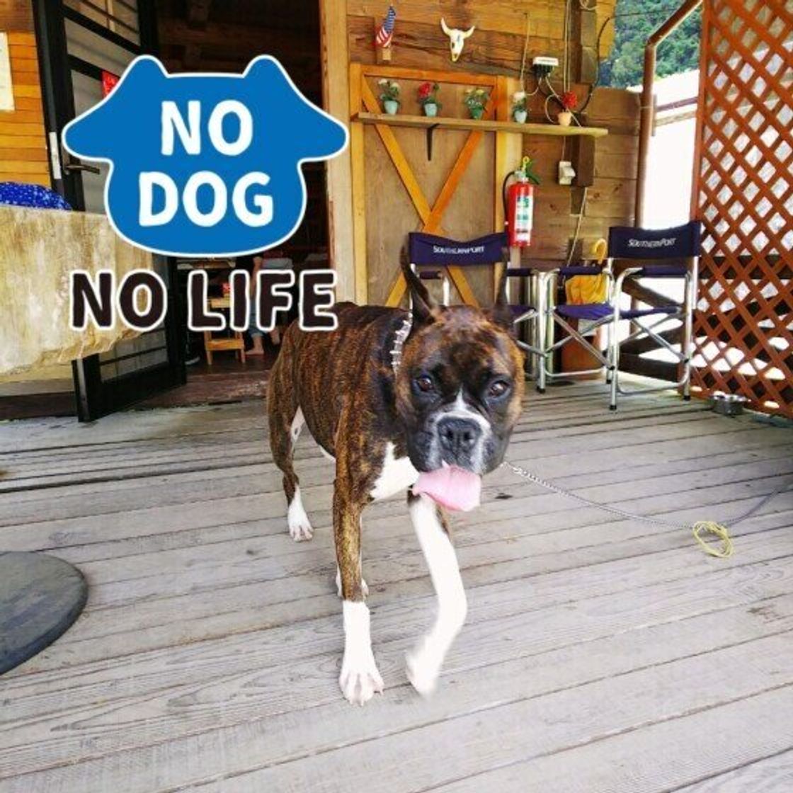 ボクサーの特徴と性格 飼い方 価格相場など 犬図鑑 いぬのきもちweb Magazine ボクサーの特徴と性格 飼い方 価格相場など 犬図鑑 いぬのきもちweb Magazine