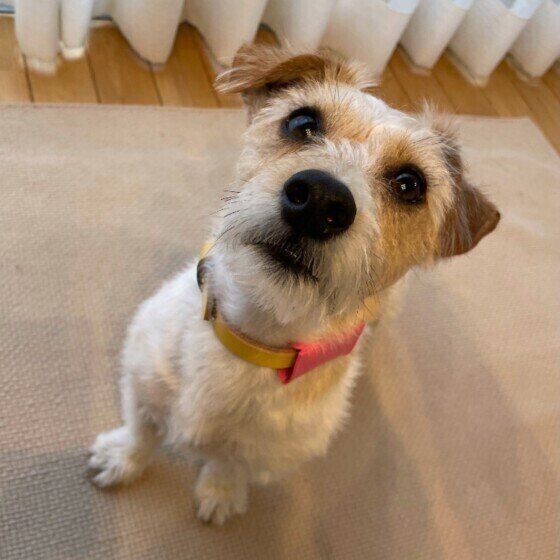 見上げるジャック・ラッセル・テリア