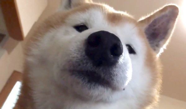 見下ろすロペさん