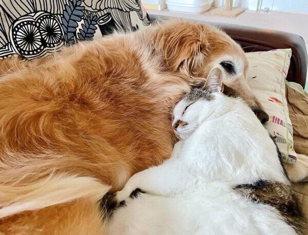 寄り添って眠る小麦ちゃん、豆ちゃん