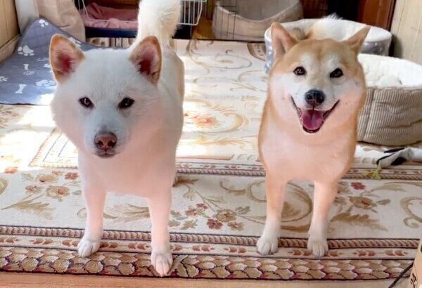 見つめるQ太郎くんとみかんちゃん