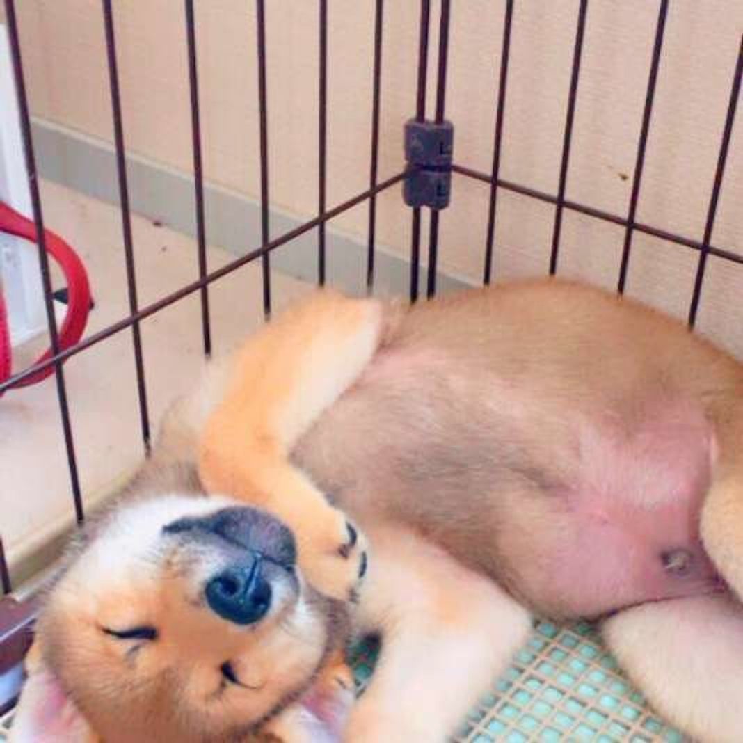 室内でトイレができない犬の意外なリスクとは いぬのきもちweb Magazine 室内でトイレができない犬の意外なリスクとは いぬのきもちweb Magazine