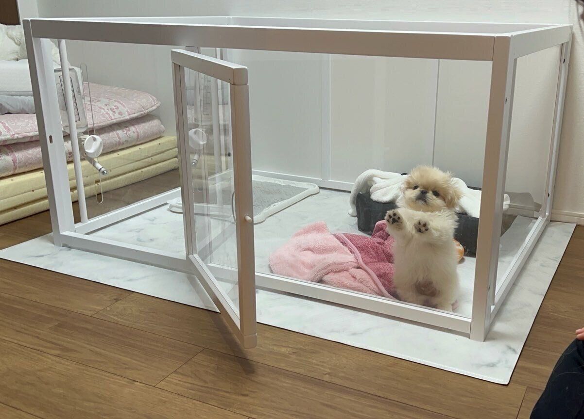 話題の投稿 「こうした少し抜けているところも、わた坊らしい魅力だと思っています」と飼い主さんが