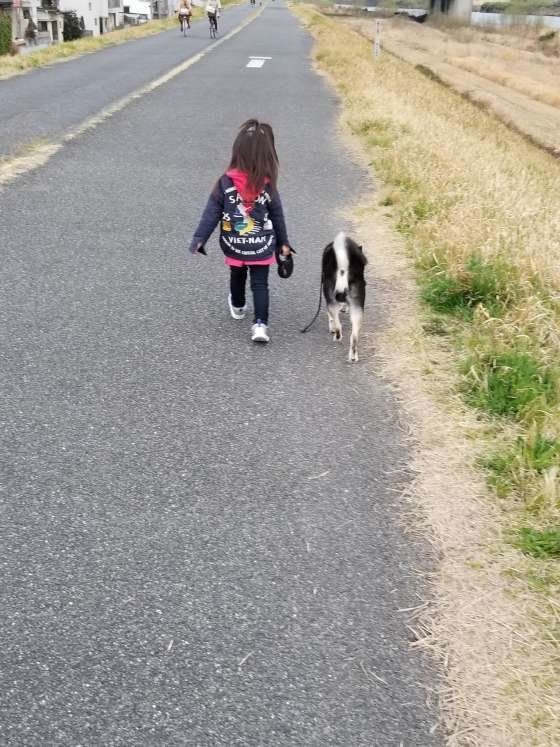 柴犬といっしょにお散歩