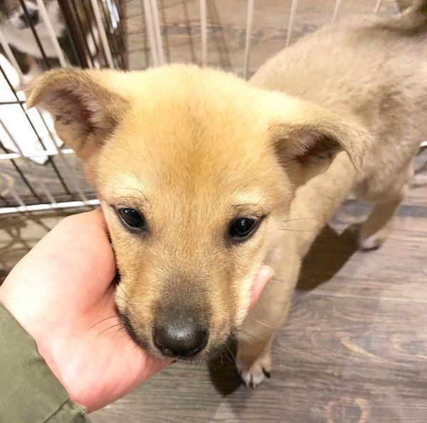 手にアゴを乗せるりくちゃん