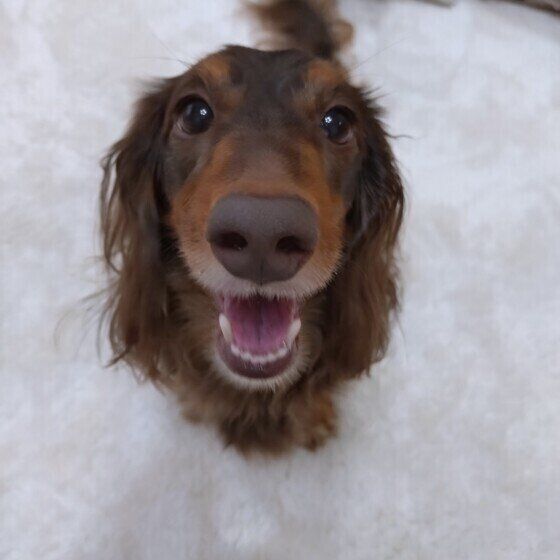 犬が「ピーピー」鼻を鳴らす理由と対処法とは？  いぬのきもち