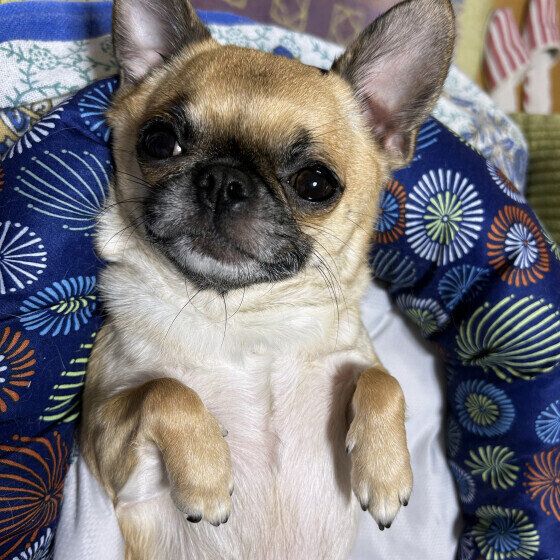 夏に注意したい犬の病気5つと注意点 暑さ対策と病気の予防を忘れずに！ いぬのきもち