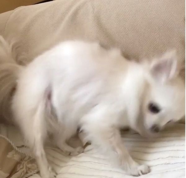 踊るチワワ