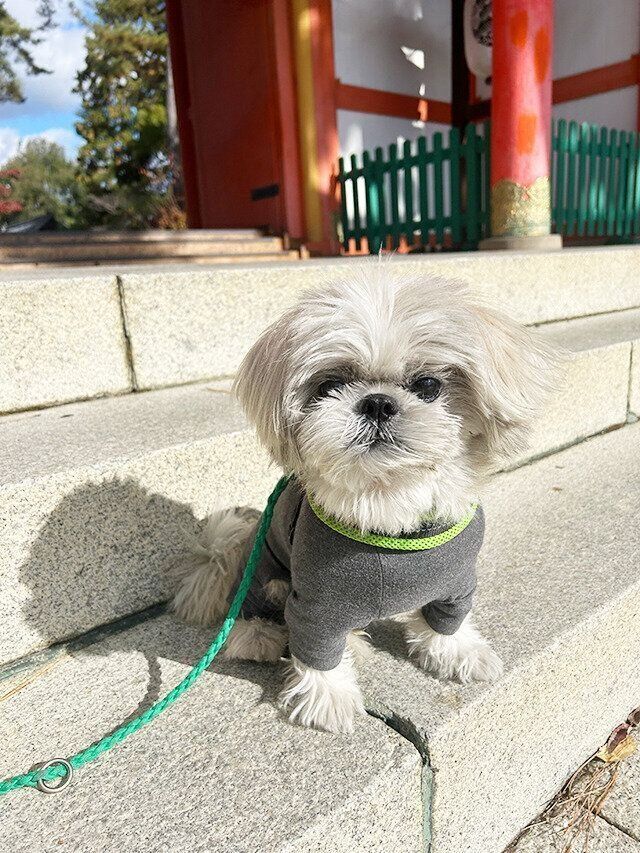 Altシーズー犬マンガてんぽshihtzu