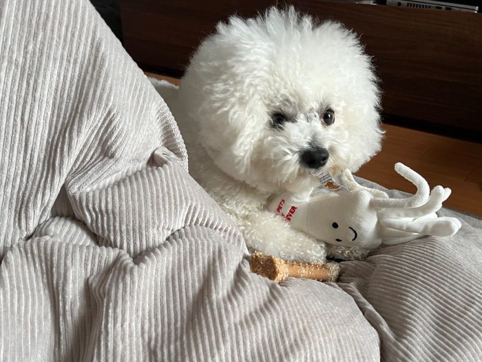 おもちゃの「イカさん」が大好きなセトくん