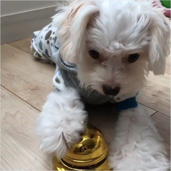 ベルを鳴らすワンコ