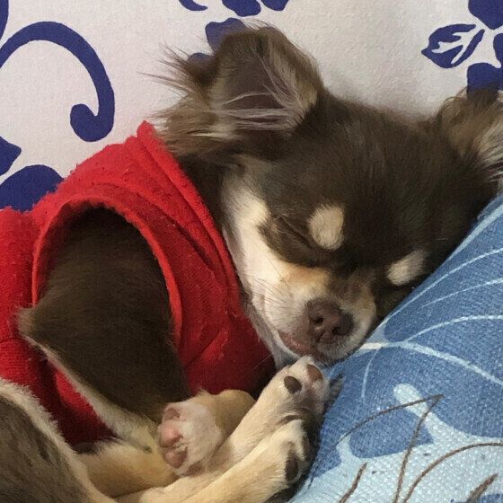 チワワのモカちゃん