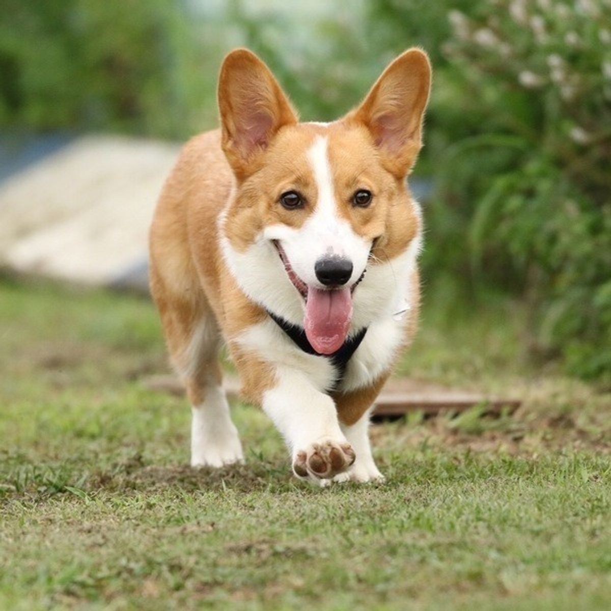 やんちゃで甘えん坊の困ったちゃん 男子犬のための育て方講座 いぬのきもちweb Magazine やんちゃで甘えん坊の困ったちゃん 男子犬のための育て方講座 いぬのきもちweb Magazine
