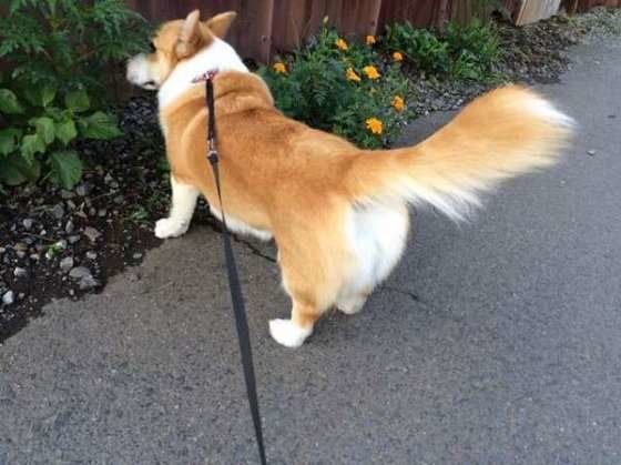 散歩中のちくわくん