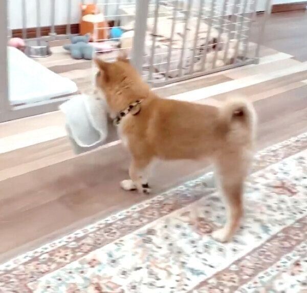 タオルを隠そうとするてんちゃん