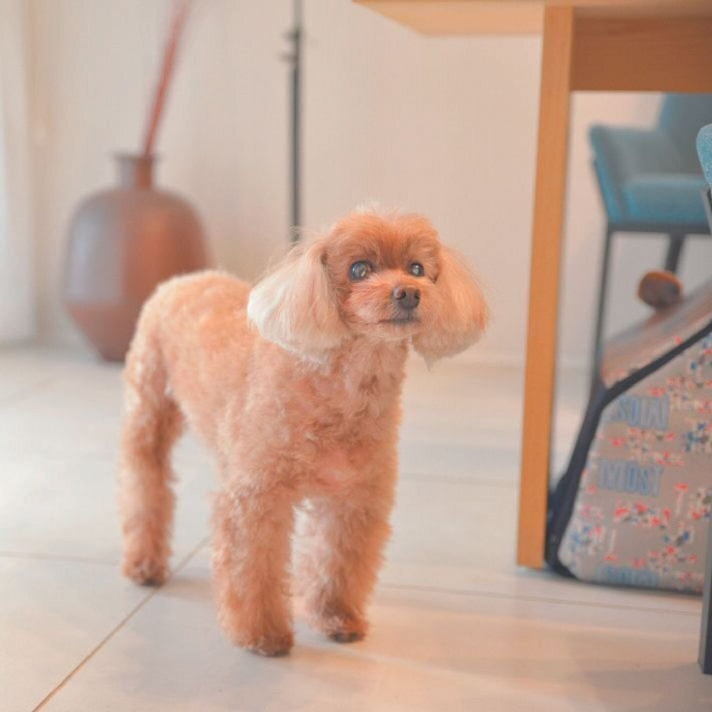 若年性白内障で視力を失った 愛犬ぷりんちゃんの毎日のお世話と工夫を聞いた いぬのきもちweb Magazine 若年性白内障で視力を失った 愛犬ぷりんちゃんの毎日のお世話と工夫を聞いた いぬのきもちweb Magazine