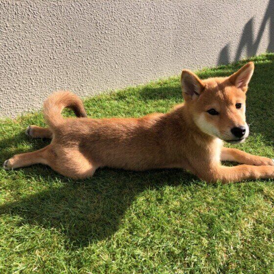 カエル足?カエルポーズ?子犬が足を開いてお腹をペタンとつけるのは大丈夫? いぬのきもち