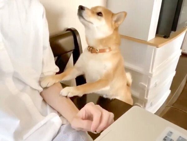 かまってアピールをするりんご郎くん