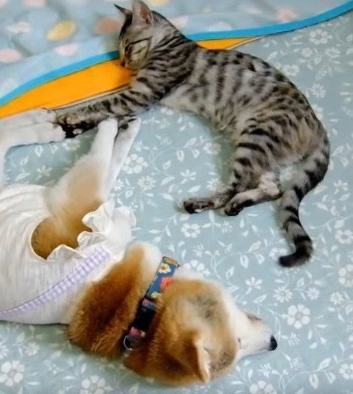 子猫と寝る柴犬ひかりちゃん
