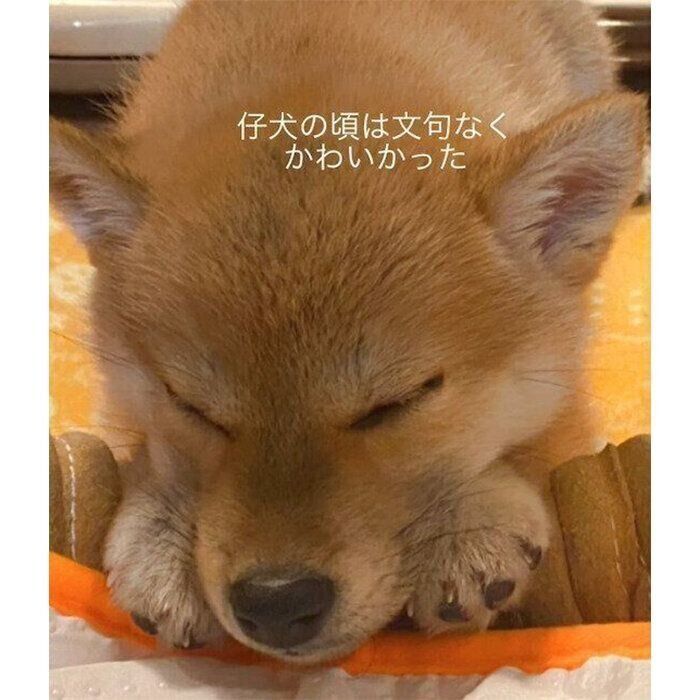 子犬時代のこむぎちゃん