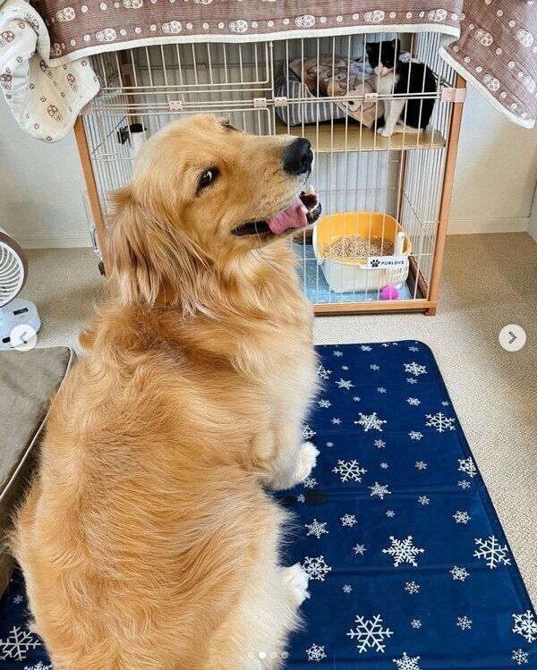 一緒に暮らし始めた頃のコメちゃんとウメちゃん