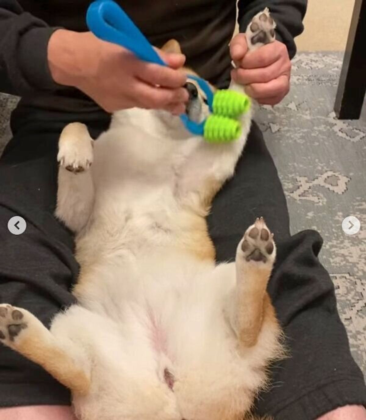 パパさんのマッサージが大好きな犬 全身フルコースを堪能し とろけちゃう姿が可愛すぎる いぬのきもちweb Magazine パパさんのマッサージが大好きな犬 全身フルコースを堪能し とろけちゃう姿が可愛すぎる いぬのきもちweb Magazine