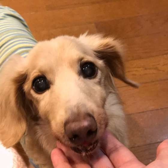 見つめるミニチュア・ダックスフンド