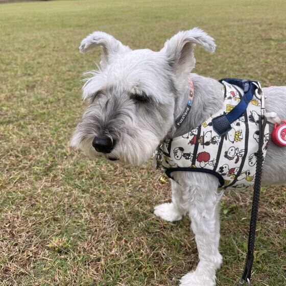 散歩するミニチュア・シュナウザー