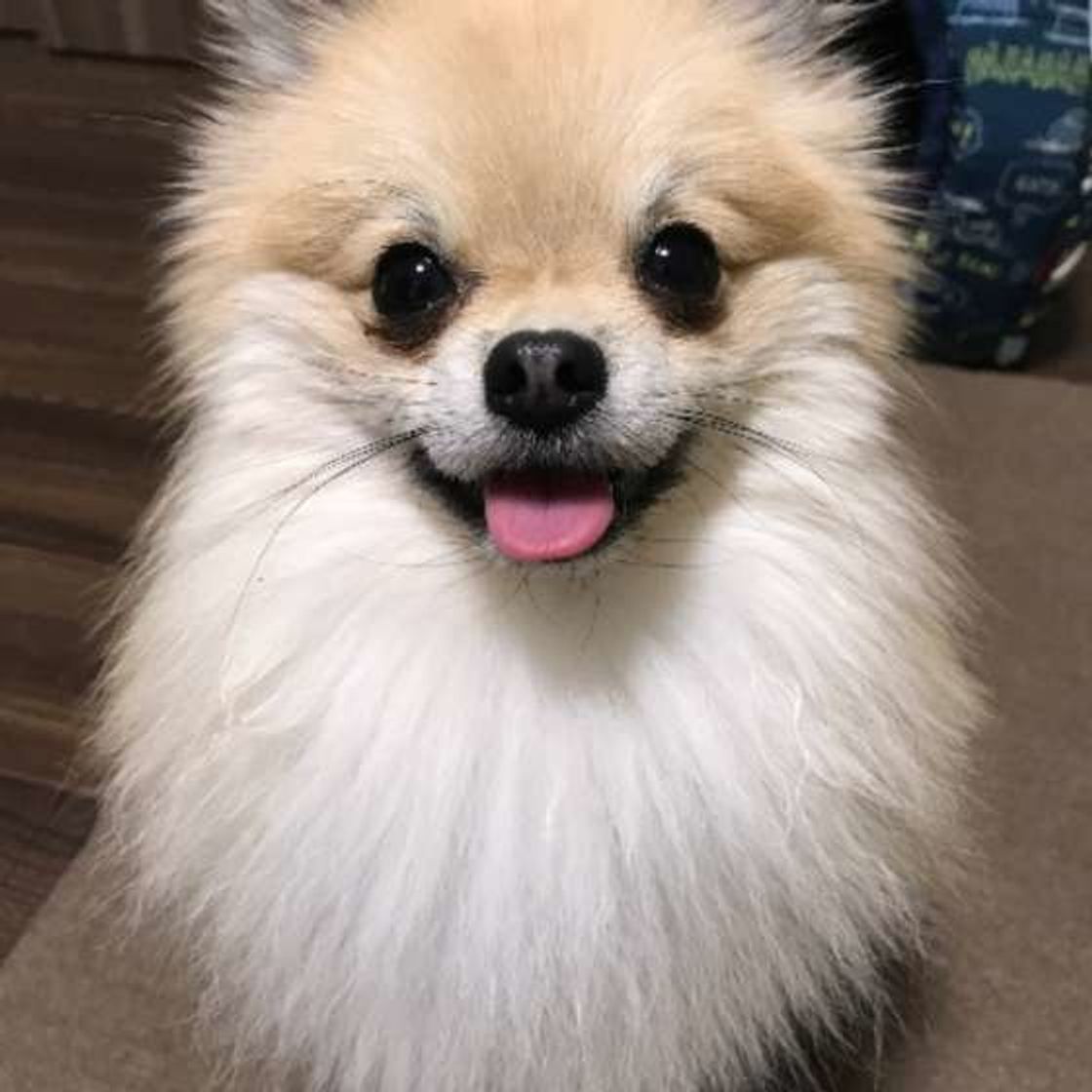 いちばん犬好きが多いのは 都道府県ランキング いぬのきもちweb Magazine いちばん犬好きが多いのは 都道府県ランキング いぬのきもちweb Magazine
