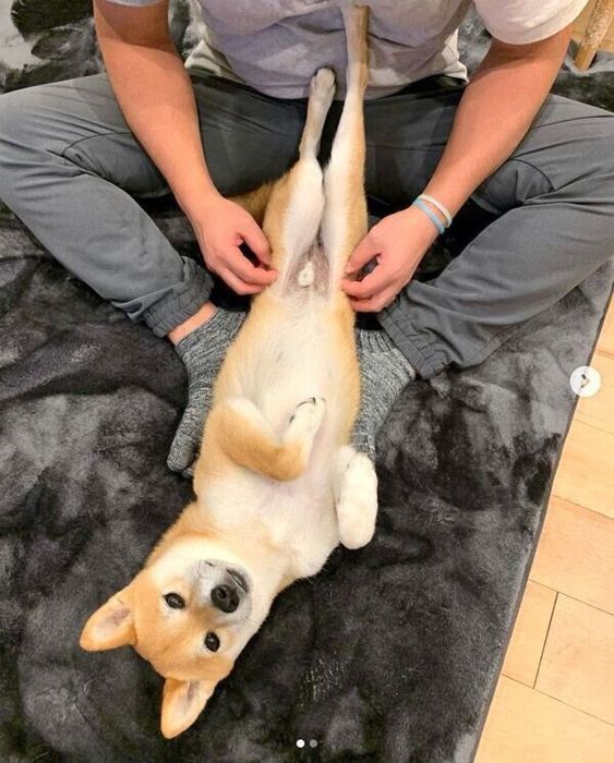 まったりするわさびくん