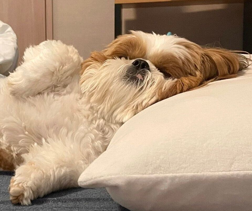 起きる様子のないぽこくん。