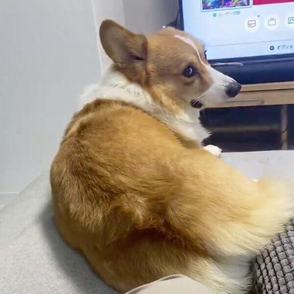 飼い主さんを見つめるラッキーくん