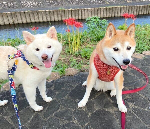 お散歩するたおるくんとモモちゃん