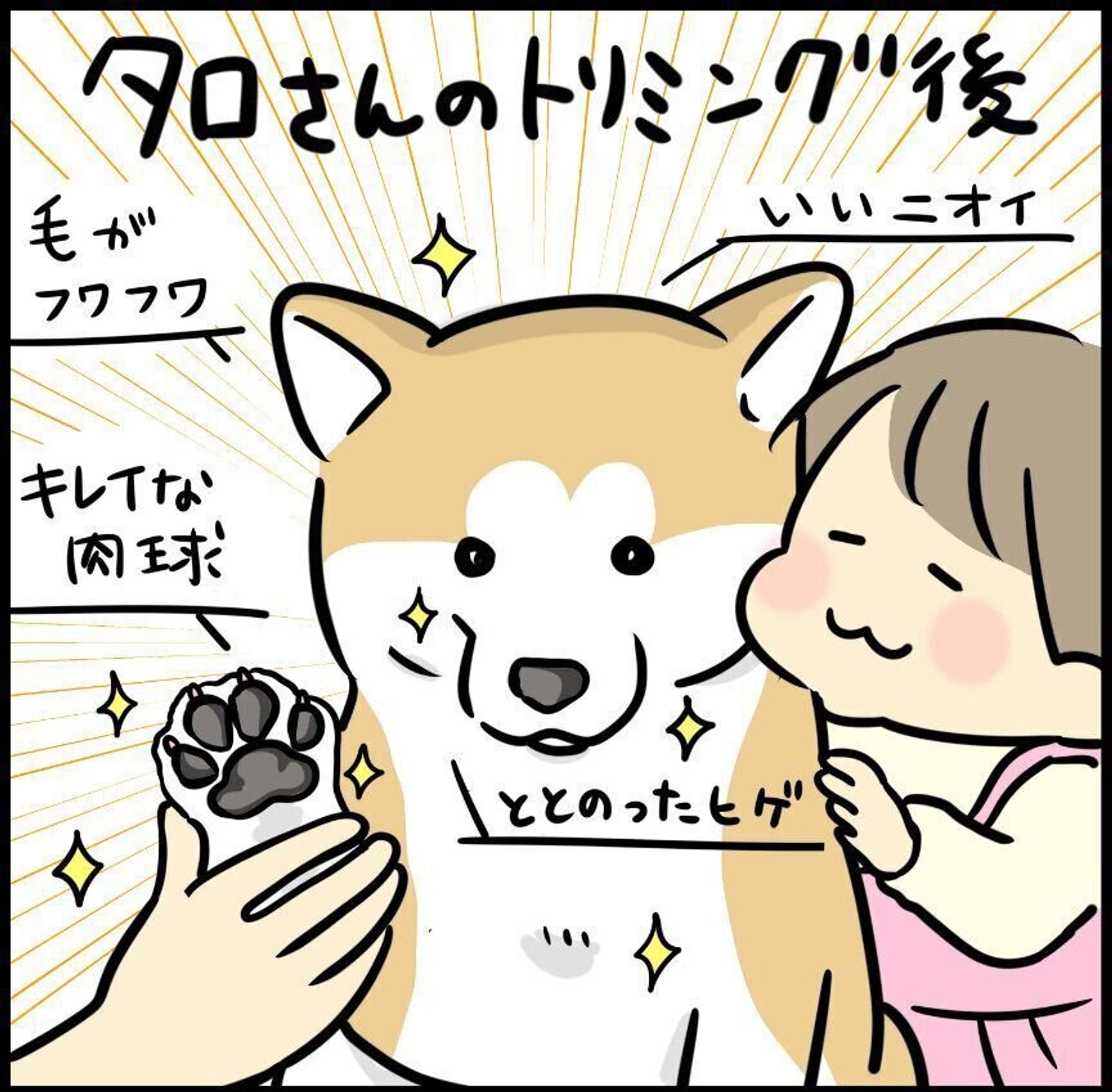 トリミングしても変わらないなんて言わせない ビフォーアフターで柴犬タロさんの激変したあの部分 連載 モフモフ柴とプニプニ娘 第106話 いぬのきもちweb Magazine トリミングしても変わらないなんて言わせない ビフォーアフターで柴犬タロさんの激変したあの部分 連載 モフモフ柴とプニプニ娘 第106話 いぬのきもちweb Magazine