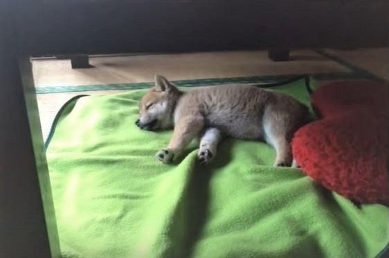 柴犬ももちゃんの子犬時代