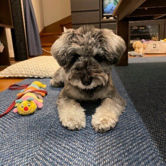 フセをするミニチュア・シュナウザー