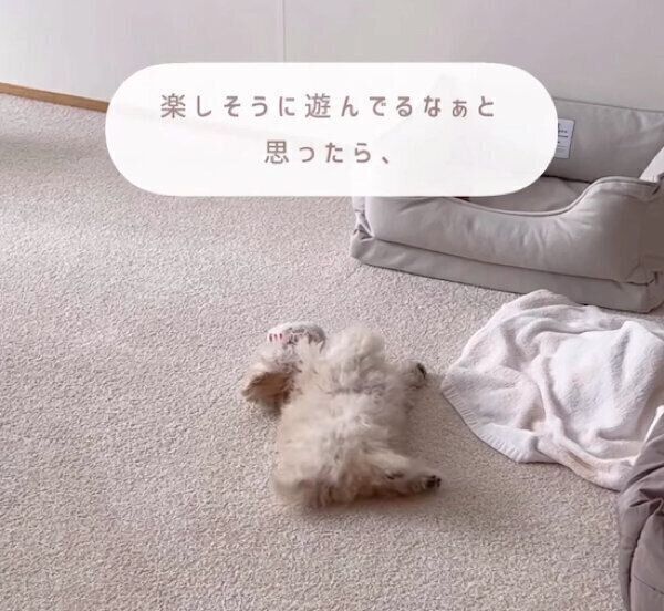 楽しそうに遊ぶ獅子丸くん