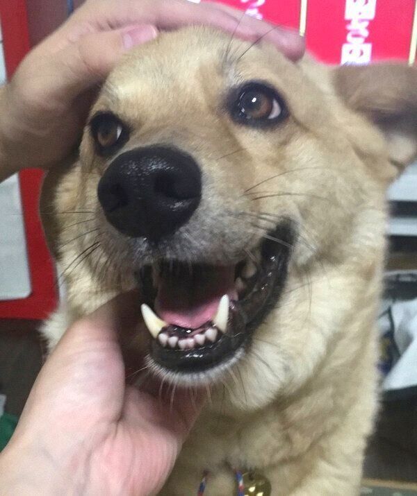 笑顔が可愛いてんくん