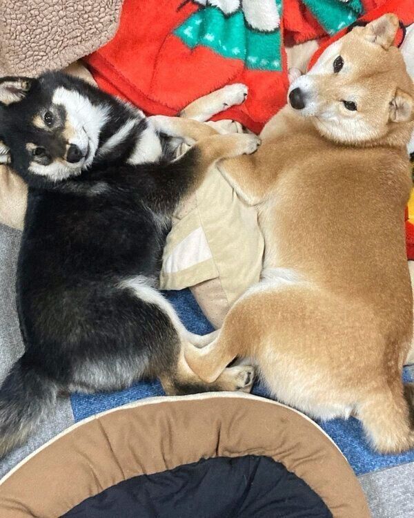 仲良く寄り添う大福くんとあんこちゃん