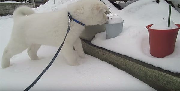 雪を食べる秋田犬