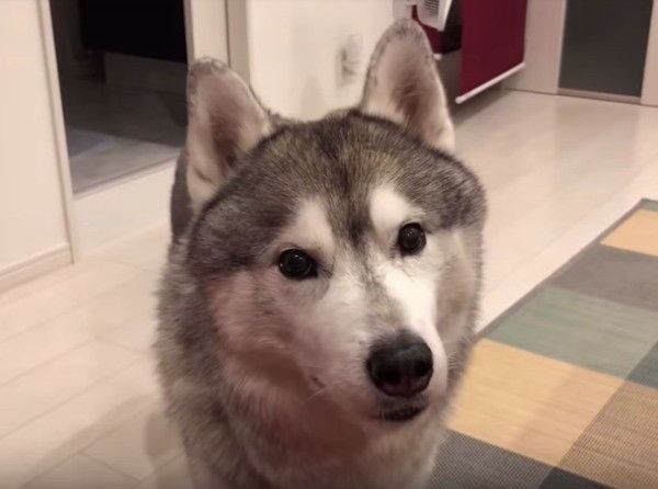 シベリアン・ハスキー