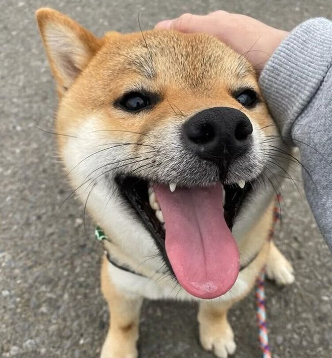 なでられるくま丸くん