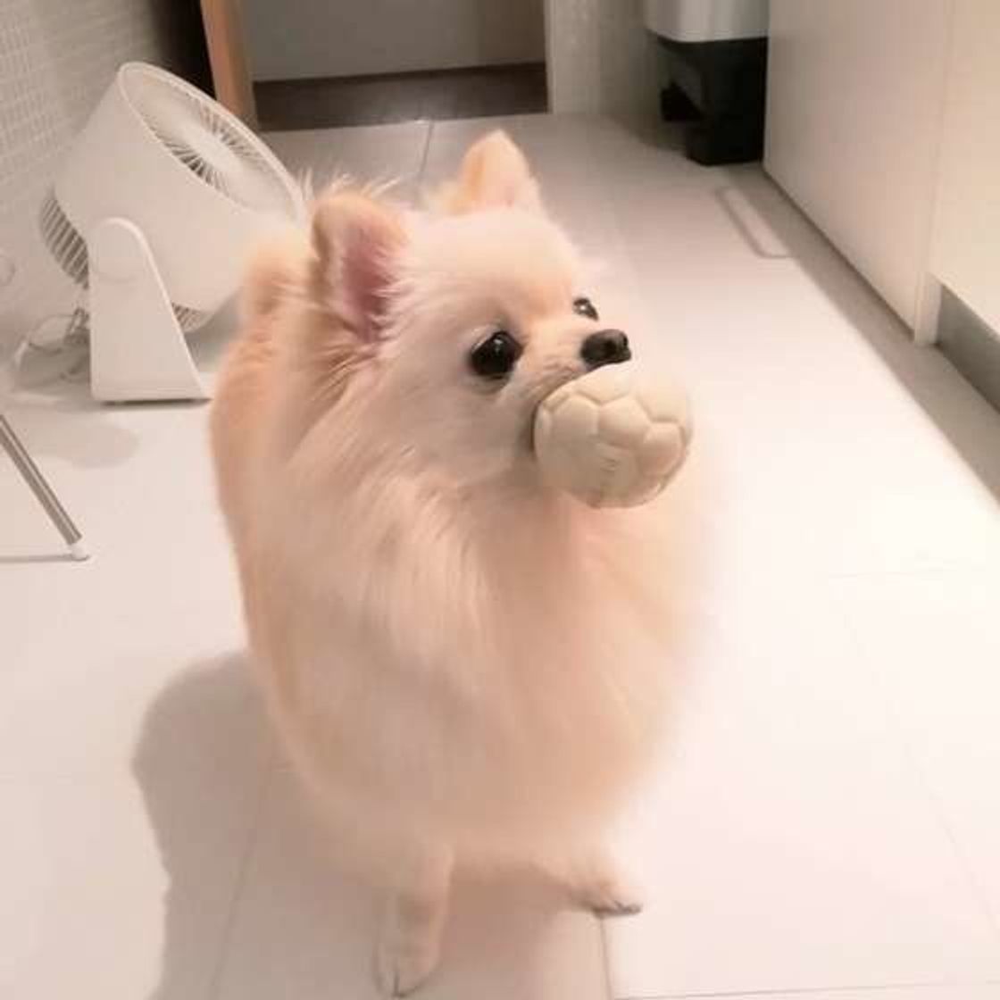 室内で思いっきり愛犬と遊ぼう 夢中になっちゃうボールの活用方法 いぬのきもちweb Magazine 室内で思いっきり愛犬と遊ぼう 夢中になっちゃうボールの活用方法 いぬのきもちweb Magazine