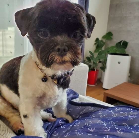 犬はどんな人を嫌いでストレスを感じる？