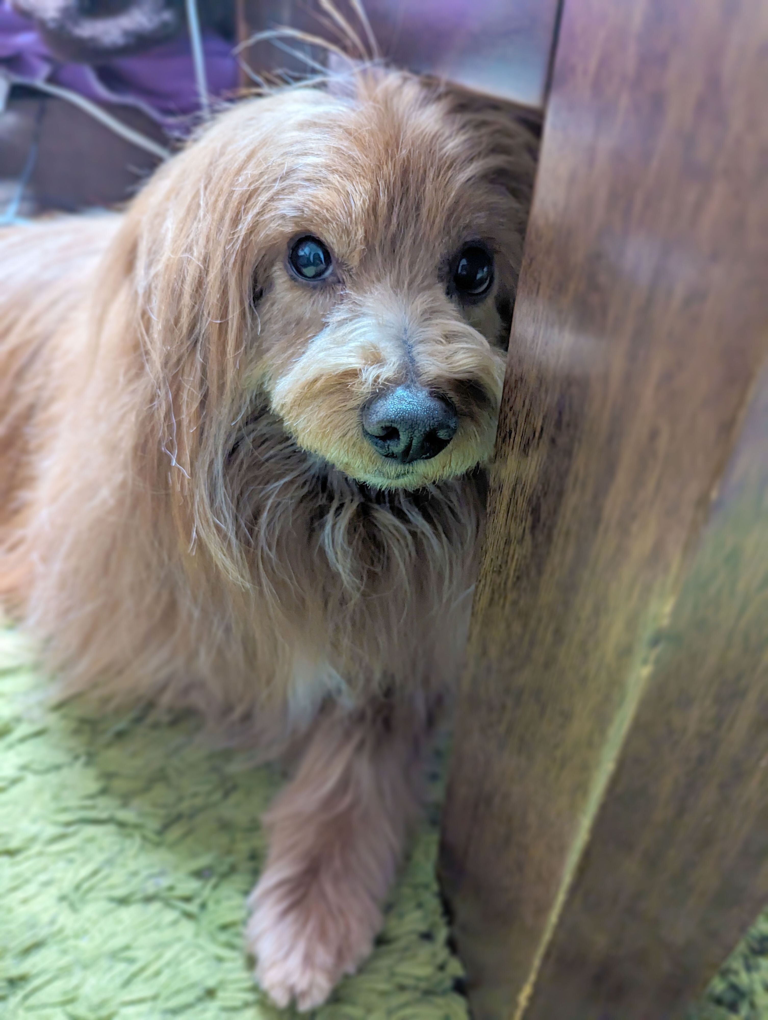 怖がる犬の写真