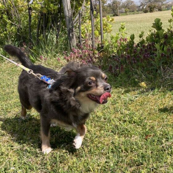 公園でお散歩を楽しむ福くん