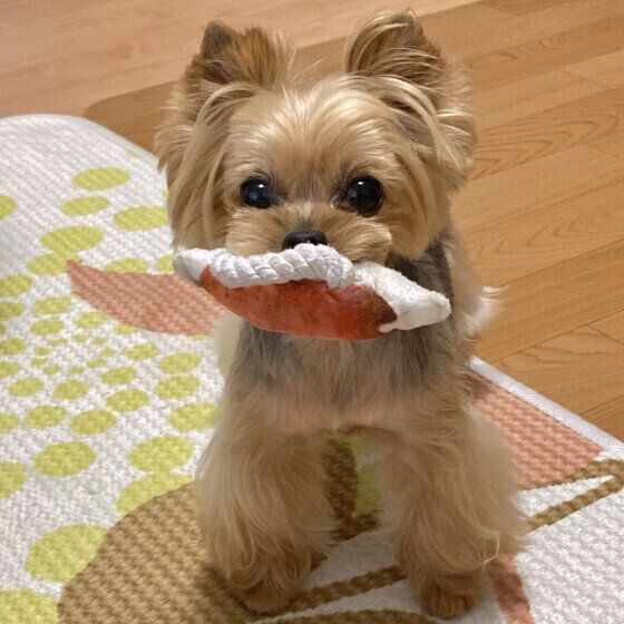 おもちゃを持ってくるヨークシャー・テリア